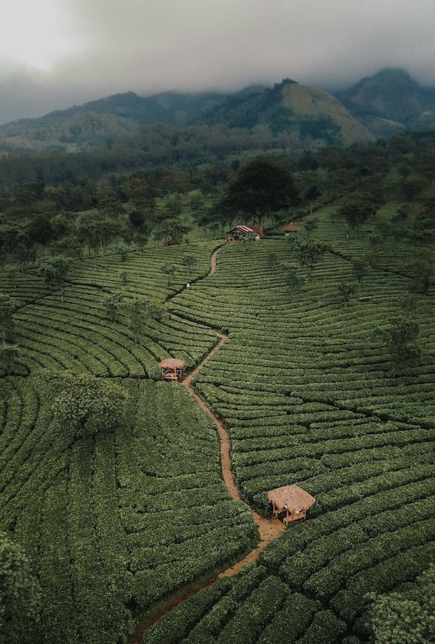 Maraba Coffee I RWANDA