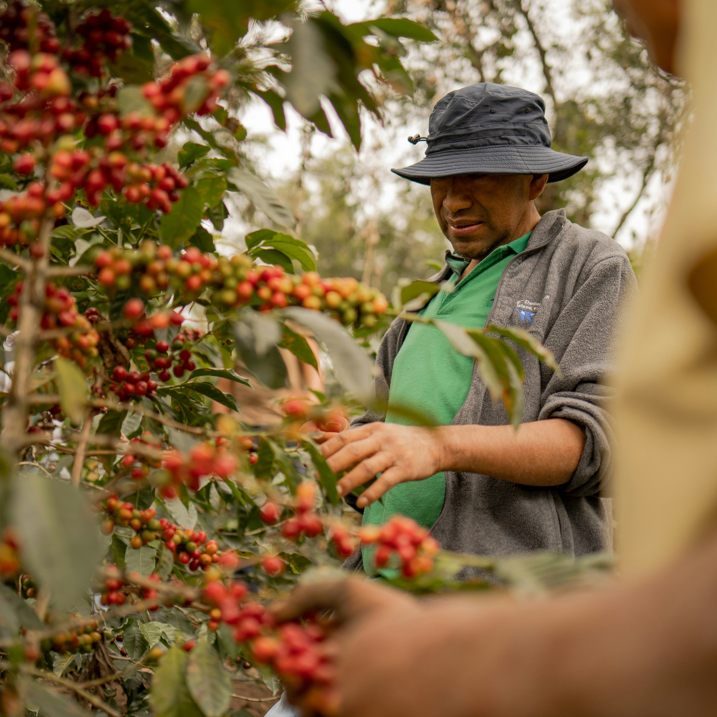 Guji | Ethiopia